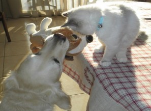 Flore d'Ehlonna et Mady - Chatterie Ragdolls du Val de Beauvoir